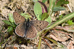 Brauner Feuerfalter (Lycaena tityrus) (F211795)