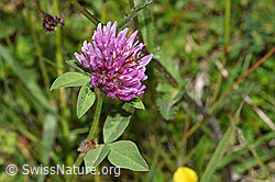 Rot-Klee (Trifolium pratense) (F211797)