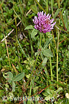 Rot-Klee (Trifolium pratense) (F211801)
