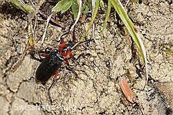 Cantharis rustica (Weichkäfer) (30.05.2022, F211807)