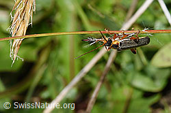 Cantharis nigricans (F211813)