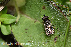 Pipizella viduata (Schwebfliege) (F211819) Pipizella viduata (Schwebfliege) (F211819)