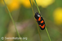 Gemeine Blutzikade (Cercopis vulnerata) (F211826) Gemeine Blutzikade (Cercopis vulnerata) (F211826)