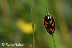 Gemeine Blutzikade (Cercopis vulnerata) (F211829) Gemeine Blutzikade (Cercopis vulnerata) (F211829)