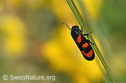Gemeine Blutzikade (Cercopis vulnerata) (F211830) Gemeine Blutzikade (Cercopis vulnerata) (F211830)