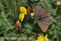 Brauner Feuerfalter (Lycaena tityrus) an Gewöhnlicher Hornklee (Lotus corniculatus) (F211844)