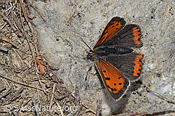 Lycaena phlaeas (F211846)