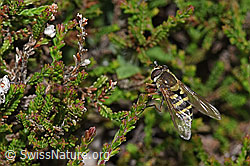 Behaarte Schwebfliege (Syrphus torvus) (F211851) Behaarte Schwebfliege (Syrphus torvus) (F211851)