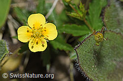 Blutwurz (Potentilla erecta) (F211853) Blutwurz (Potentilla erecta) (F211853)