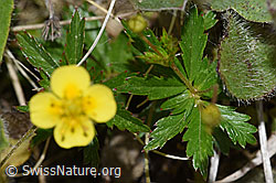 Blutwurz (Potentilla erecta) (F211854) Blutwurz (Potentilla erecta) (F211854)