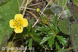 Blutwurz (Potentilla erecta) (F211855) Blutwurz (Potentilla erecta) (F211855)