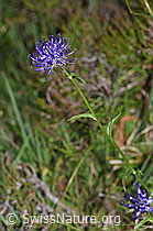 Rundköpfige Rapunzel (Phyteuma orbiculare) (F211876) Rundköpfige Rapunzel (Phyteuma orbiculare) (F211876)