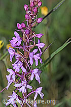 Gymnadenia conopsea (F211880)