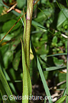 Gymnadenia conopsea (F211886)