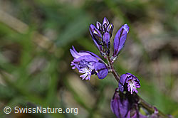 Gewöhnliche Kreuzblume (Polygala vulgaris ssp. vulgaris) (30.05.2022, F211891)