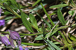 Polygala vulgaris ssp. vulgaris (F211894)