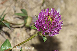 Rot-Klee (Trifolium pratense) (F211898) Rot-Klee (Trifolium pratense) (F211898)