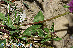 Rot-Klee (Trifolium pratense) (F211899) Rot-Klee (Trifolium pratense) (F211899)