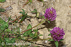 Rot-Klee (Trifolium pratense) (F211900) Rot-Klee (Trifolium pratense) (F211900)