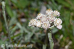 Gemeines Katzenpfötchen (Antennaria dioica) (30.05.2022, F211904)