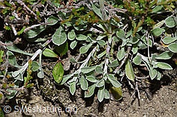 Antennaria dioica (F211905)