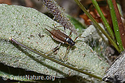 Rotbraune bepuderte Fichtenrindenlaus (Cinara pilicornis) (F211929) Rotbraune bepuderte Fichtenrindenlaus (Cinara pilicornis) (F211929)