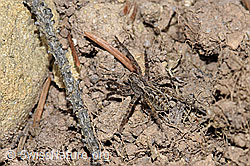 Pfingst-Scheintarantel (Alopecosa farinosa) (F211972) Pfingst-Scheintarantel (Alopecosa farinosa) (F211972)