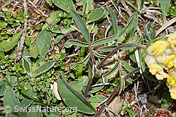Anthyllis vulneraria (F211986)