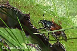 Phyllopertha horticola (F212007)