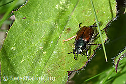 Phyllopertha horticola (F212010)