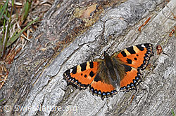 Aglais urticae (F212015)