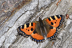 Aglais urticae (F212017)