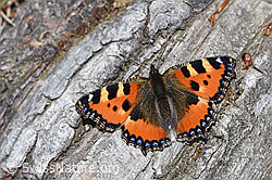 Aglais urticae (F212019)