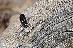 Hylis olexai (Kammkäfer) (F212035)