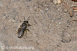Andrena humilis (F212039)