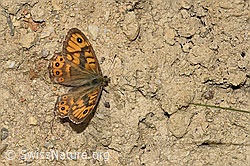 Photo: Lasiommata megera