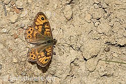 Photo: Lasiommata megera