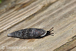Scharfgerippte Schliessmundschnecke (Clausilia cruciata) (F212256) Scharfgerippte Schliessmundschnecke (Clausilia cruciata) (F212256)