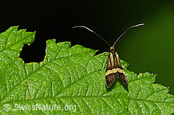 Gebänderte Langhornmotte (Nemophora degeerella) (26.06.2022, F217252)