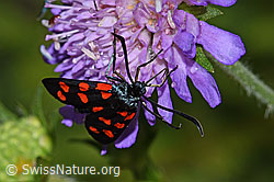Photo: Zygaena filipendulae auf Wald-Witwenblume (Knautia dipsacifolia)
