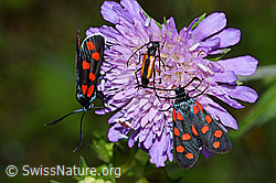 Photo: Zygaena filipendulae on Knautia dipsacifolia