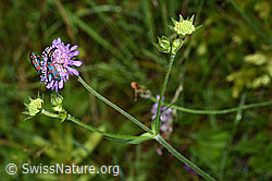 Wald-Witwenblume (Knautia dipsacifolia) (26.06.2022, F217263)