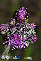 Calocoris affinis on Cirsium palustre (F217268) Calocoris affinis on Cirsium palustre (F217268)