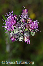 Calocoris affinis on Cirsium palustre (F217270) Calocoris affinis on Cirsium palustre (F217270)