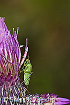 Calocoris affinis on Cirsium palustre (F217271) Calocoris affinis on Cirsium palustre (F217271)