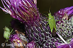 Calocoris affinis on Cirsium palustre (F217275) Calocoris affinis on Cirsium palustre (F217275)