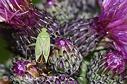 Calocoris affinis on Cirsium palustre (F217277) Calocoris affinis on Cirsium palustre (F217277)