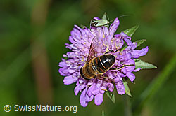 Mistbiene (Eristalis tenax)