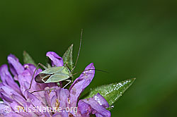 Foto: Grüne Distelwanze (Calocoris affinis) auf Wald-Witwenblume (Knautia dipsacifolia)