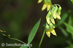 Photo: Lathyrus pratensis